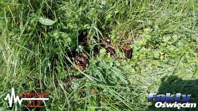 Z OSTATNIEJ CHWILI: Odnaleźli boa dusiciela