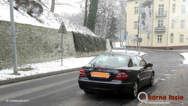Łoś na Zamkowej