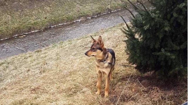 Psia interwencja policjantów z drogówki