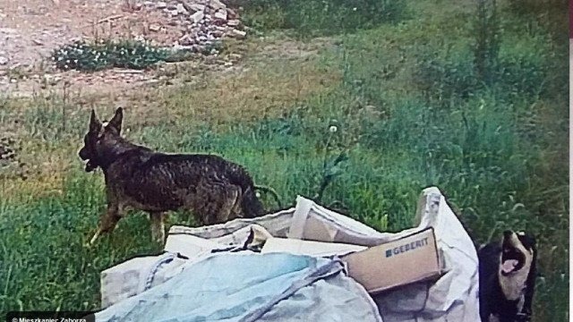 Dwa dzikie psy zagryzają zwierzęta – FOTO