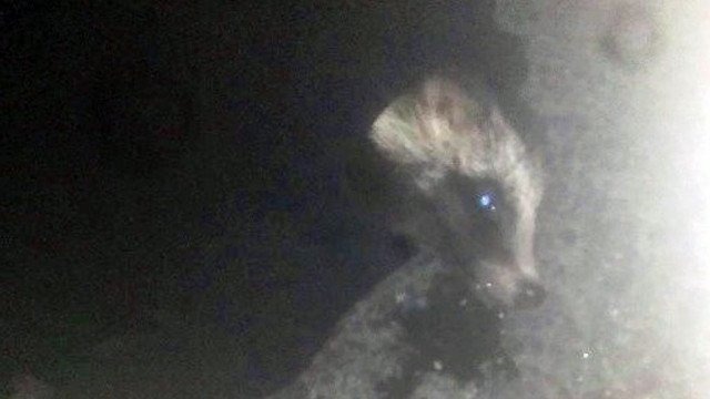 Uratowali potrąconego jenota – FOTO