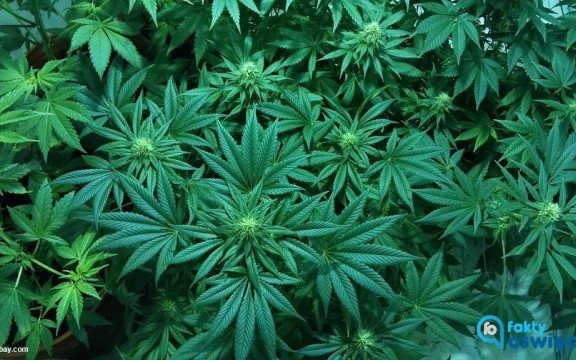 Policjanci zlikwidowali plantację marihuany