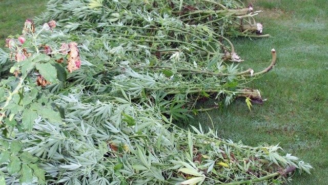 Hodowca konopi indyjskich w rękach policjantów