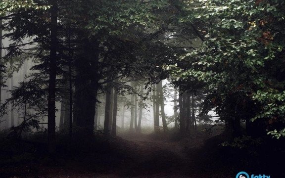 Zapadał zmrok, a kobiety zabłądziły w lesie