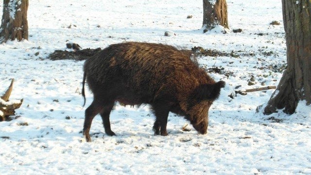 Polowania w niedzielę nie będzie