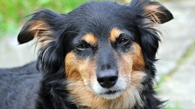 W Brzeszczach i Oświęcimiu grasował porywacz czworonogów