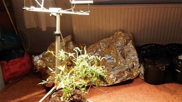 Hodował w domu konopie indyjskie