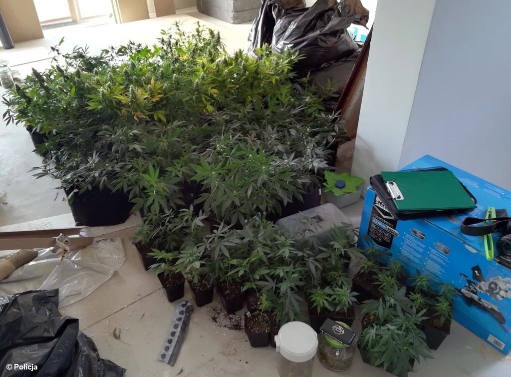 Prawie 120 krzaków konopi indyjskich na poddaszu – FOTO