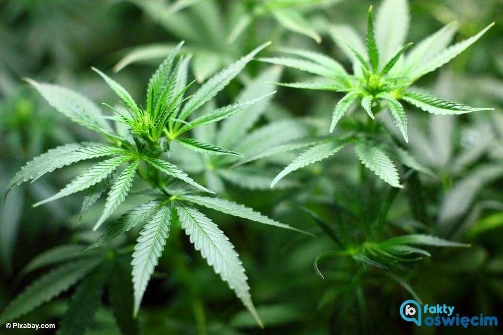 Sadzonki konopi indyjskich w Osieku