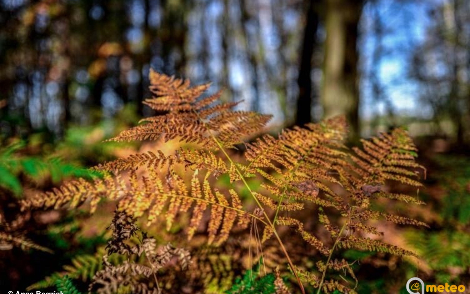 Jaka pogoda we Wszystkich Świętych?