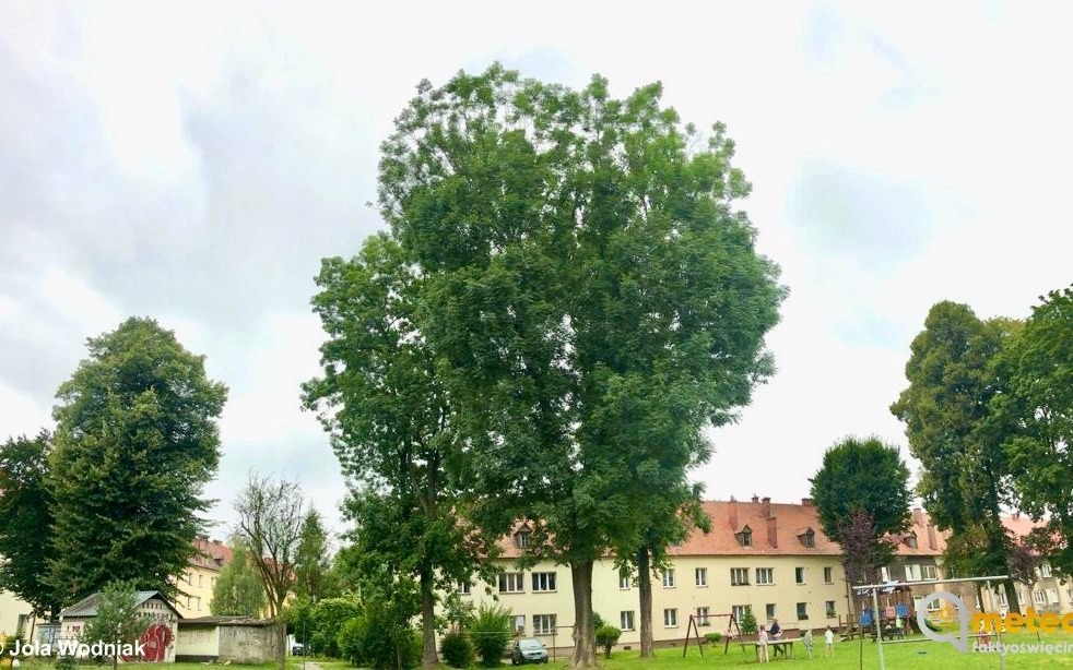 Drzewa po Niemcach w Oświęcimiu – FOTO