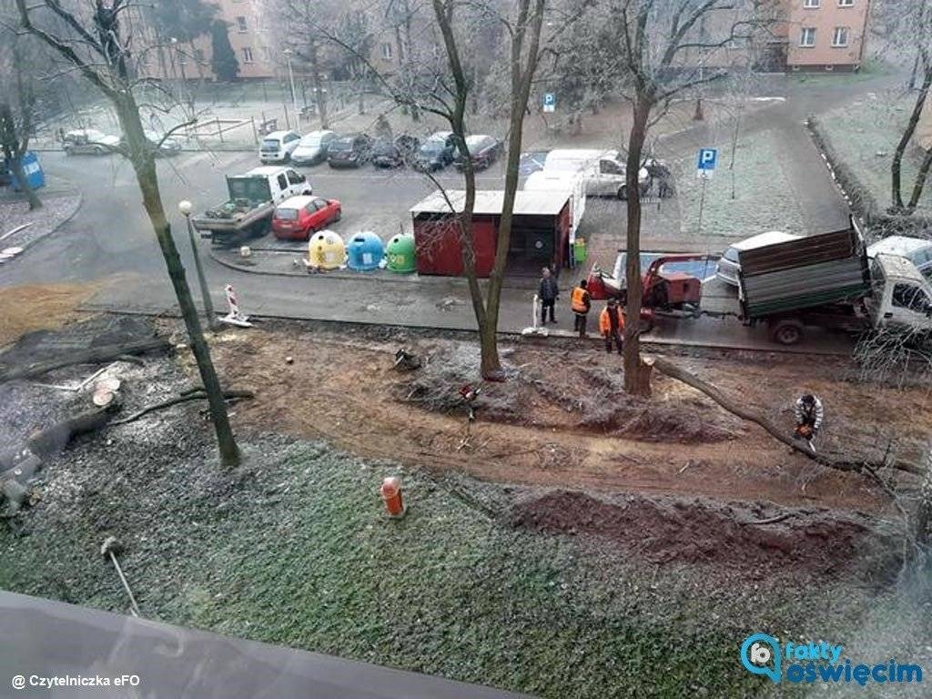 Alarmują w sprawie wycinki drzew na ulicy Szpitalnej – FILM, FOTO