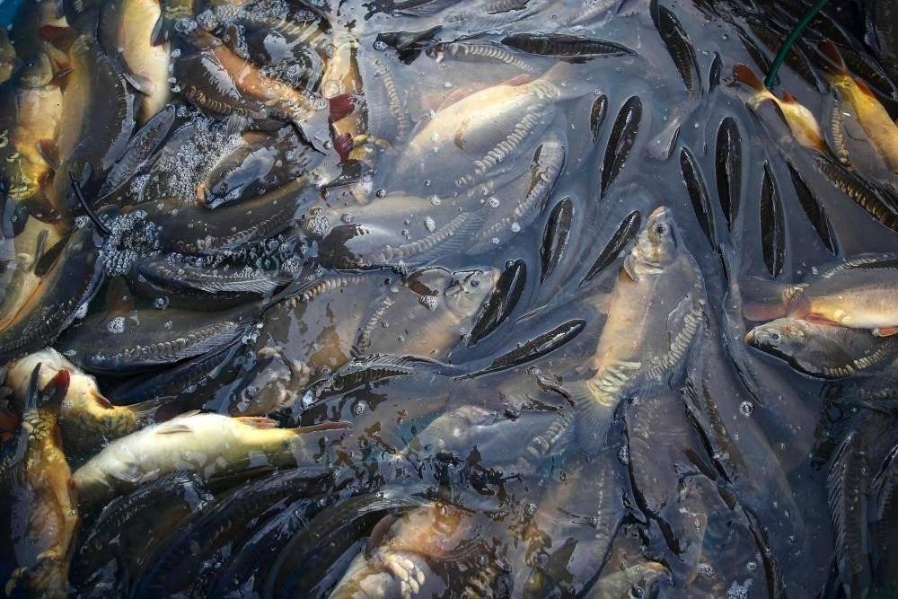 Coraz trudniej o żywego karpia, ale i mniej chętnych