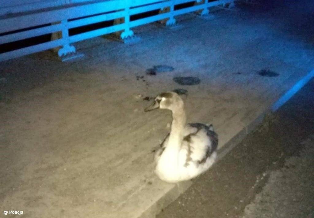 Łabędź w opałach