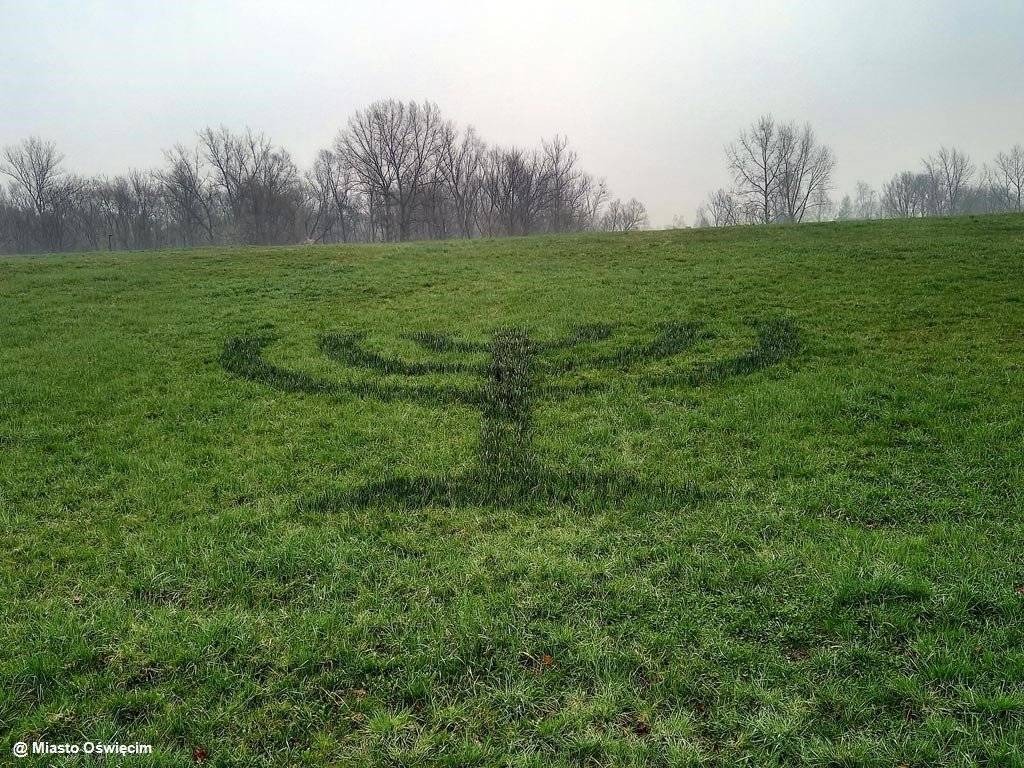 Symboliczna menora z żonkili