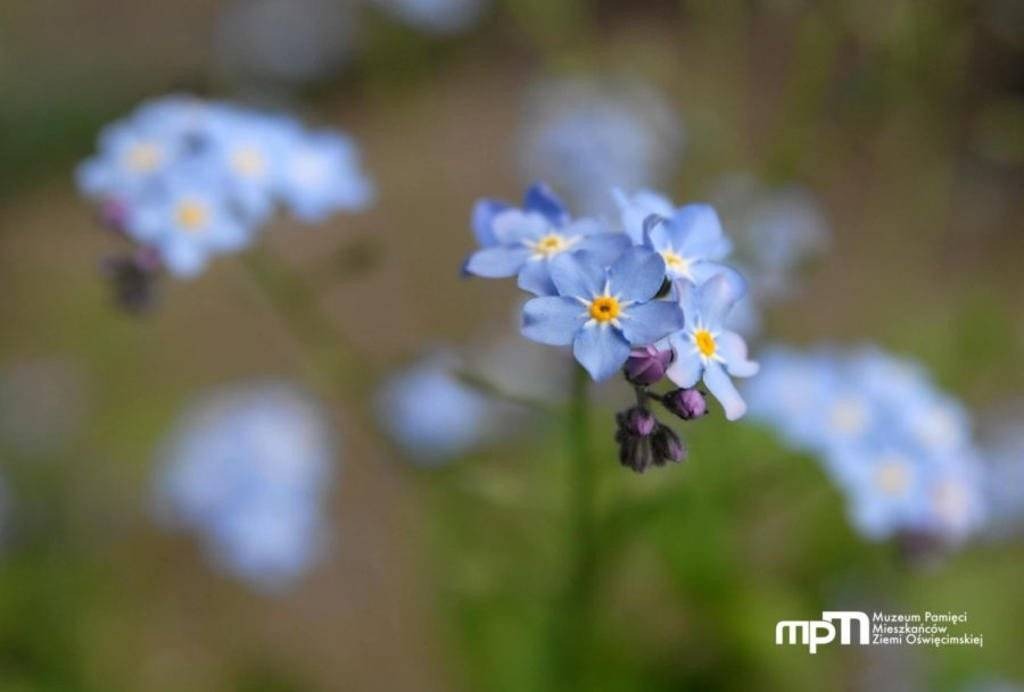 Nowy znak graficzny Muzeum Pamięci Mieszkańców Ziemi Oświęcimskiej