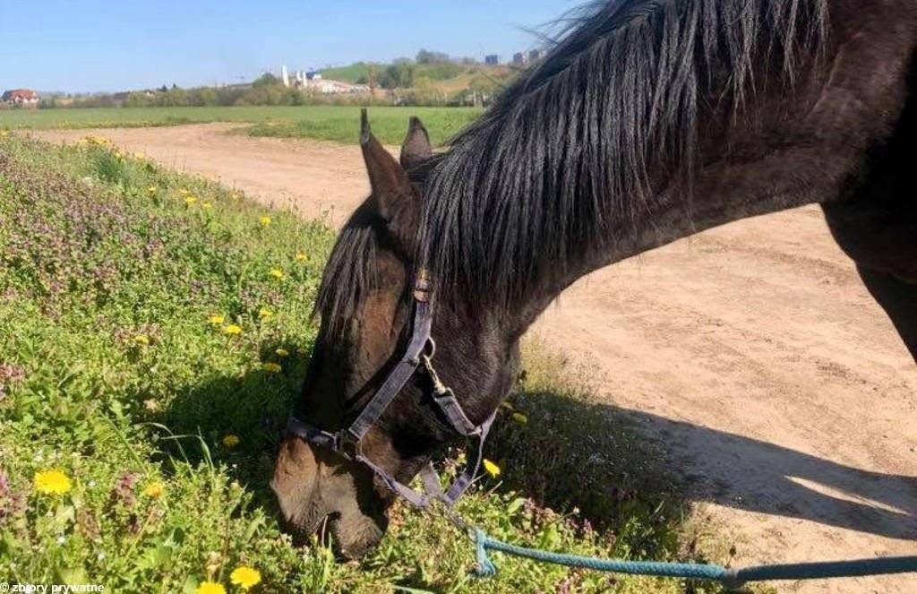 Galopem po zdrowie, na ratunek Bellano – FOTO