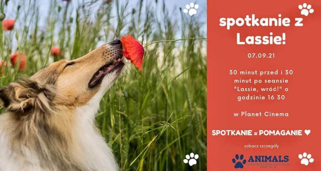 Spotkaj się z Lessie, by pomóc bezdomnym czworonogom – FILM