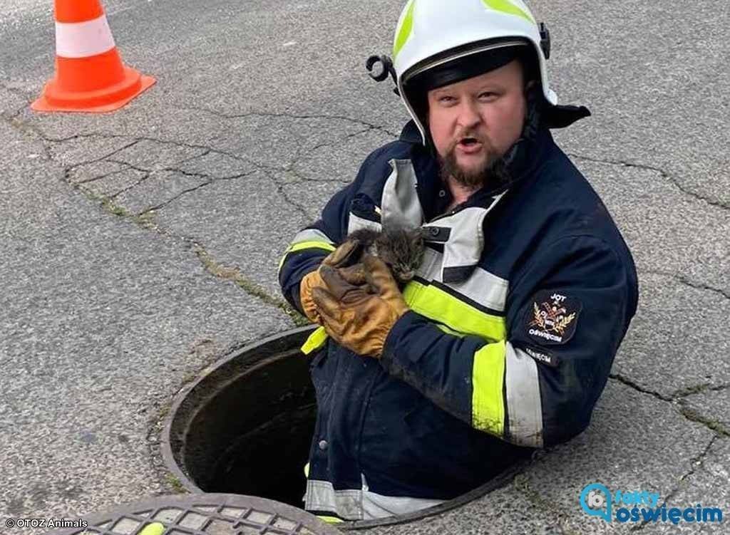 Akcja ratunkowa „Kociak” – FOTO