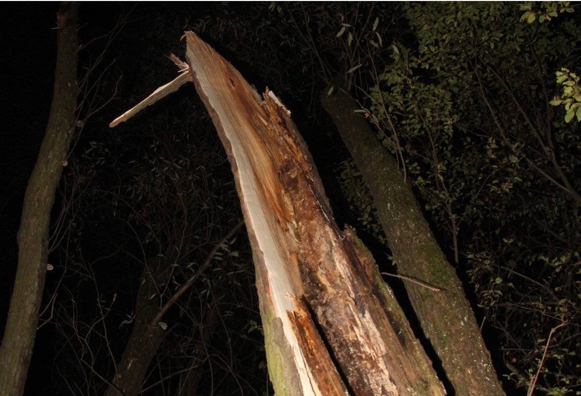 Zginął przygnieciony konarem