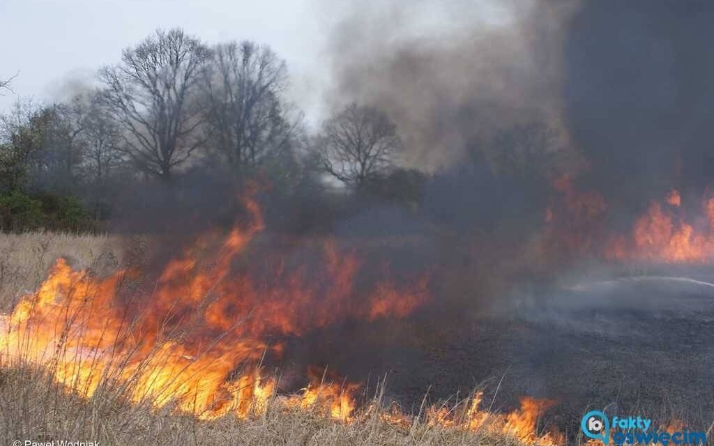 Płonęły łąki. Wiatr utrudniał akcję gaśniczą