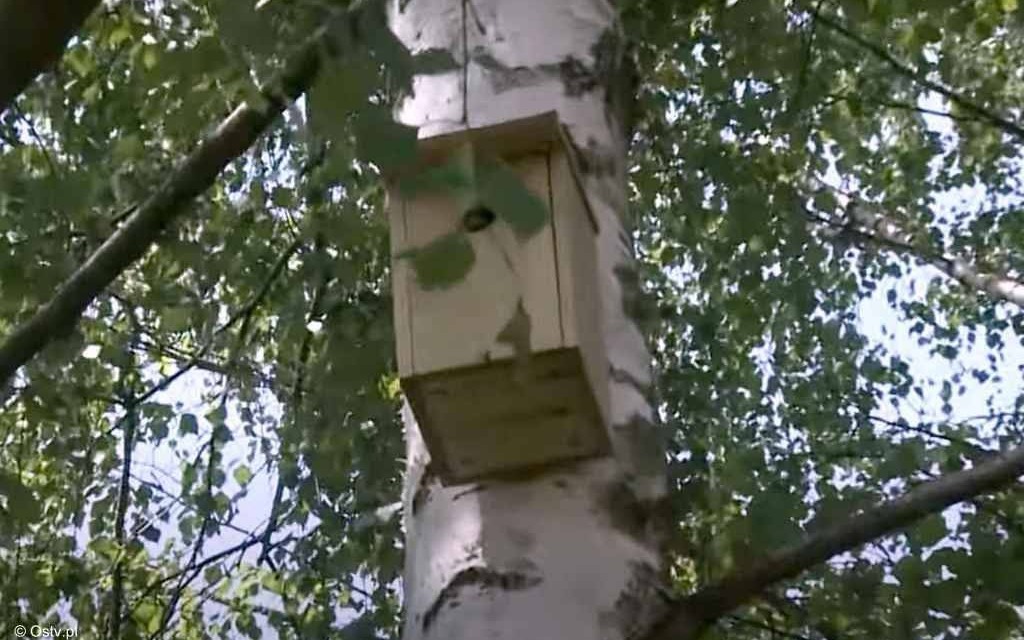 Oświęcimskie Wieści z ratusza – FILM