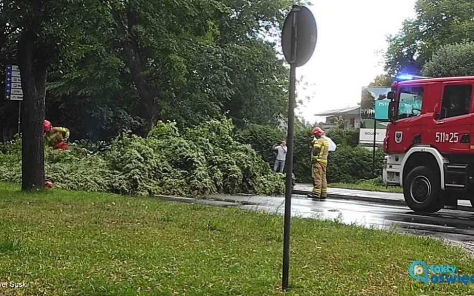 Drzewo zablokowało główną arterię Oświęcimia – FOTO