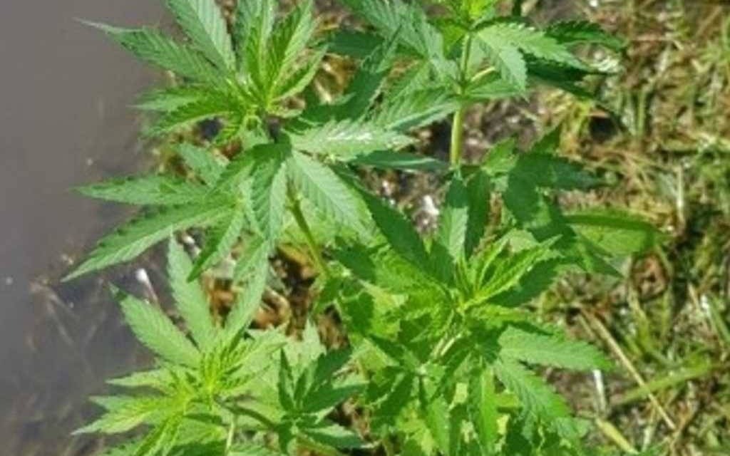 Zlikwidowali uprawę konopi indyjskich. Szukają plantatora