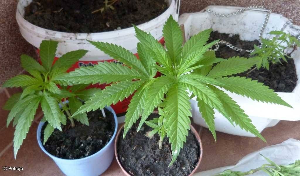 Domowa uprawa konopi indyjskich