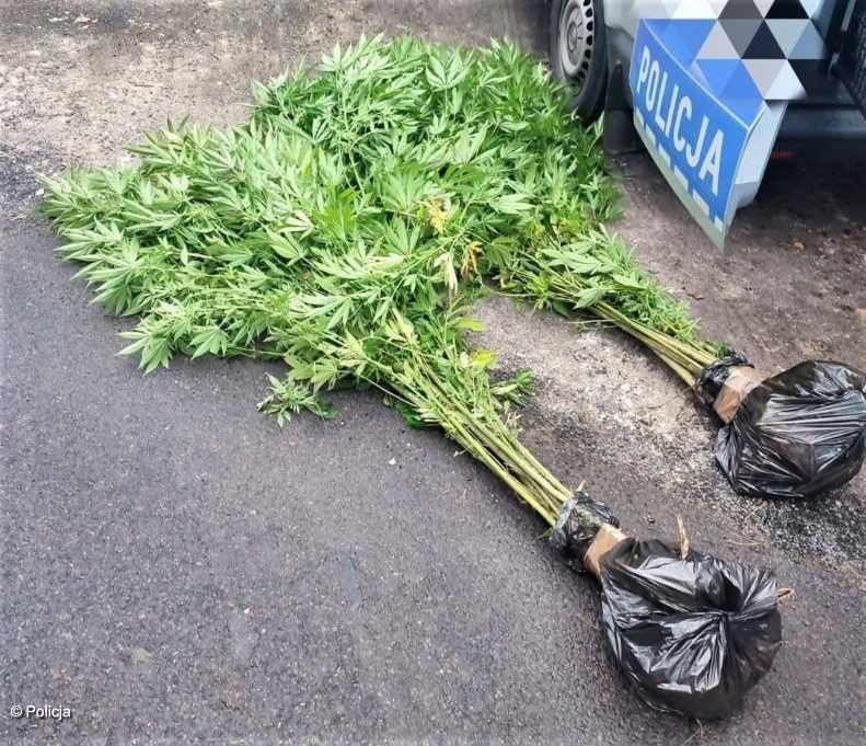Nie wiedział, że ma na działce konopie indyjskie – FOTO
