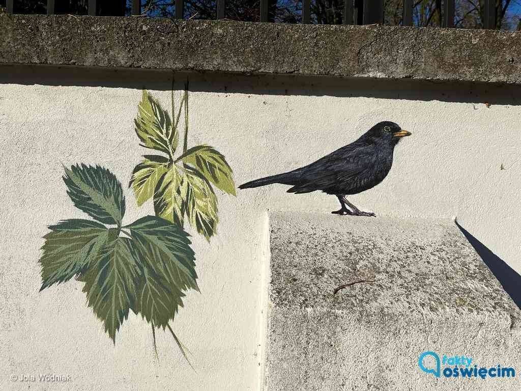 Ptasi mural na murze cmentarza żydowskiego – FOTO