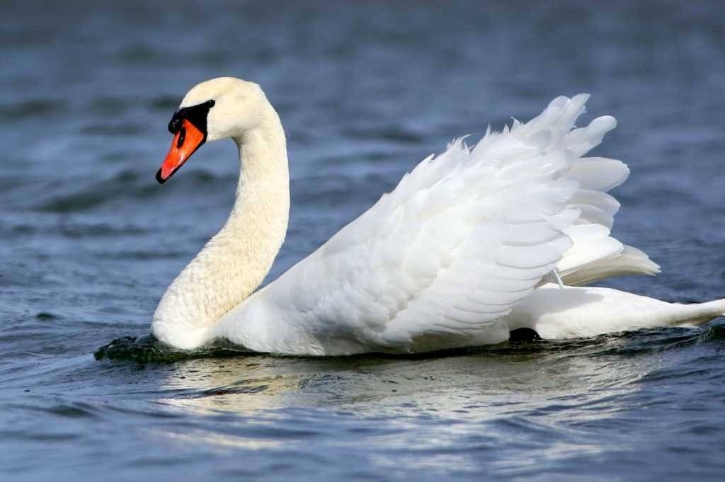Ptasia grypa w powiecie oświęcimskim