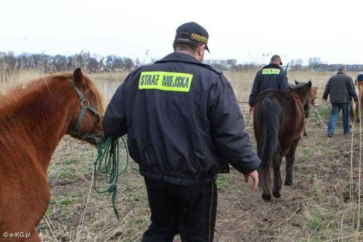 Strażnicy miejscy na koniach