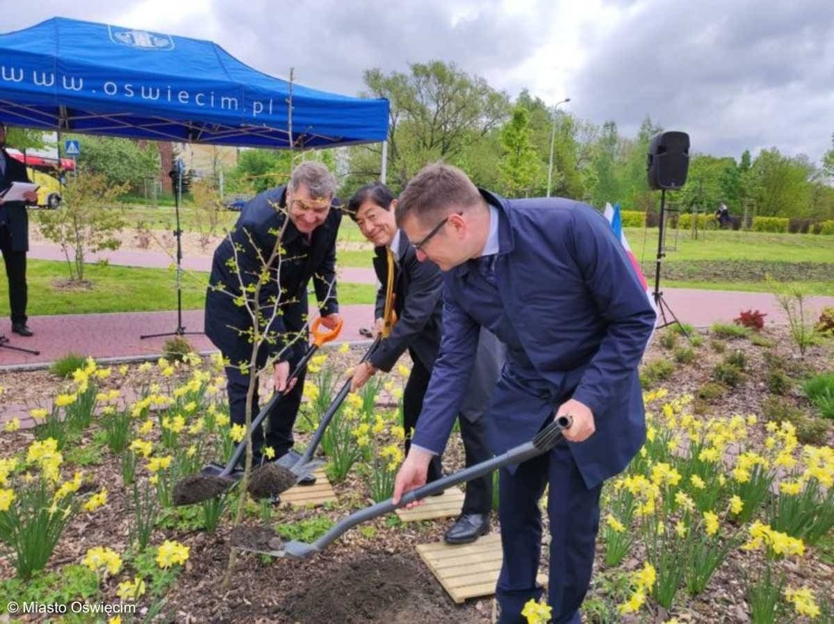 Miłorząb z Hiroszimy w Mieście Pokoju – FOTO