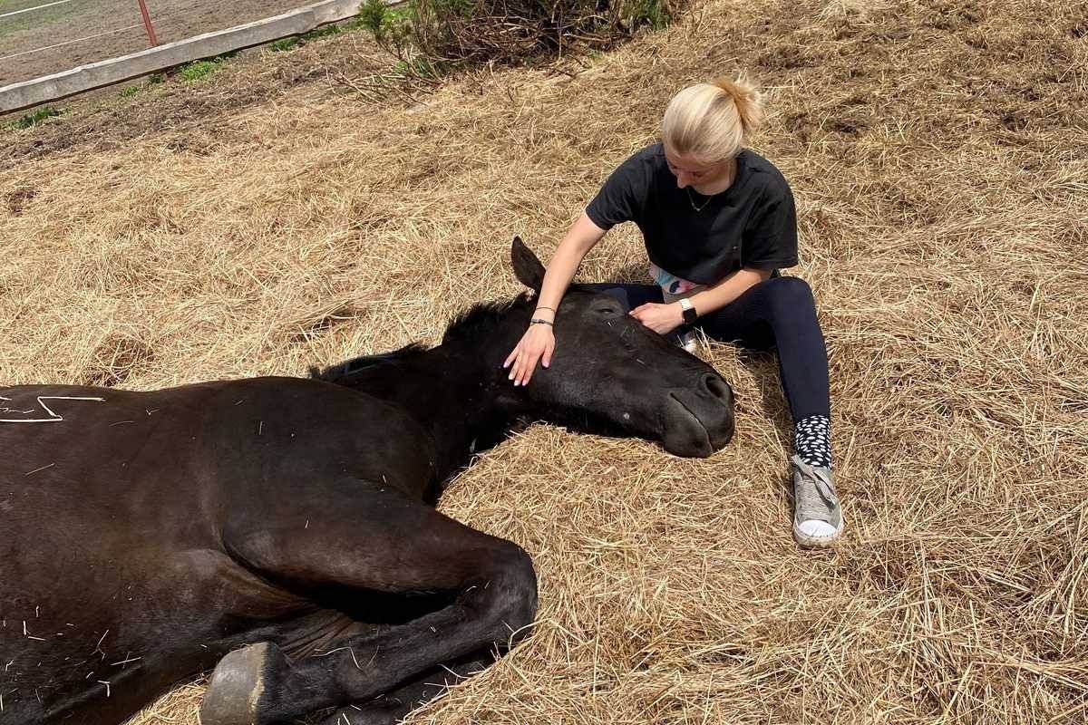 Katował i głodził konia. Usłyszał zarzuty – FOTO