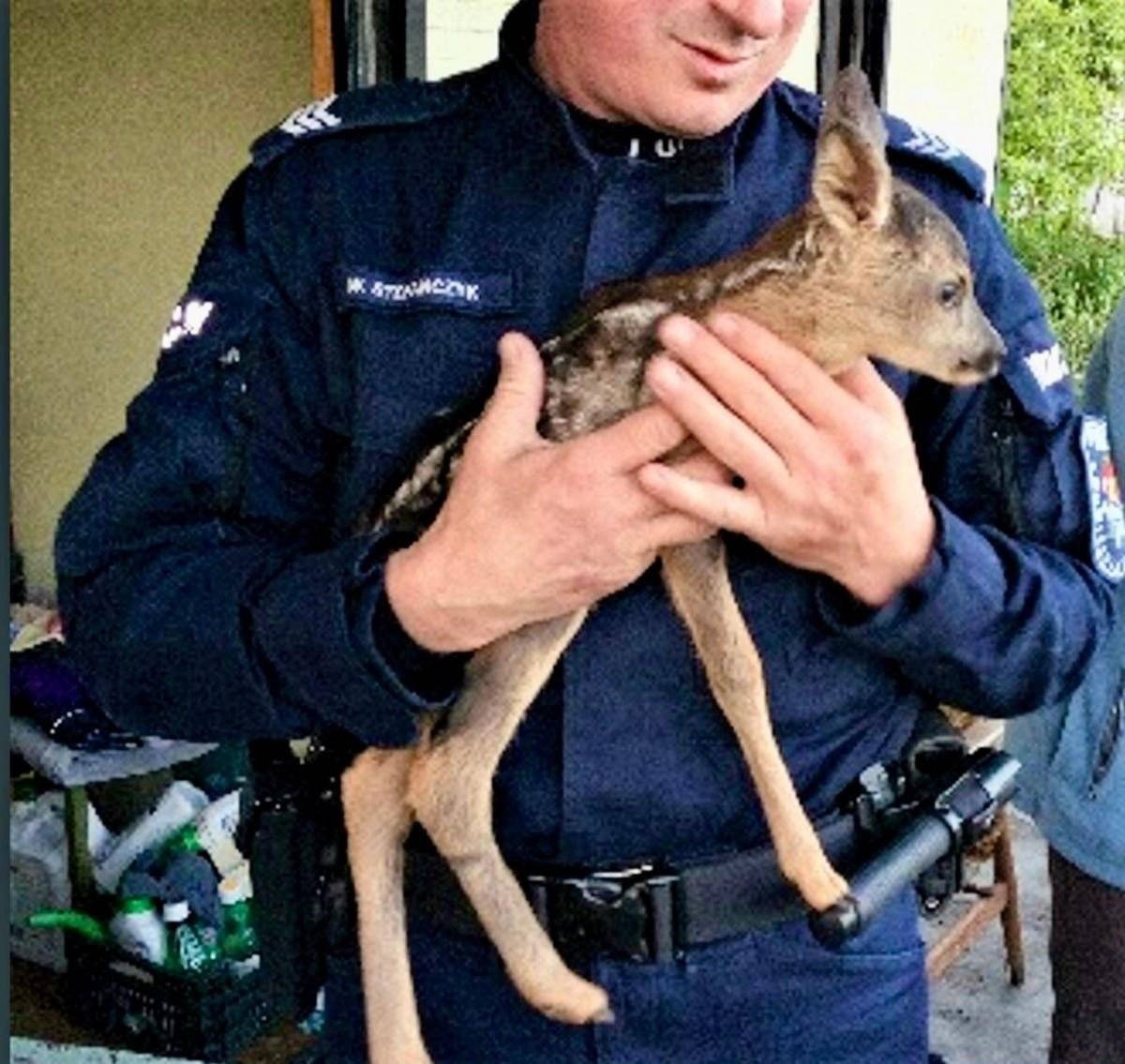 Zbłąkana sarenka zawitała do ogródka