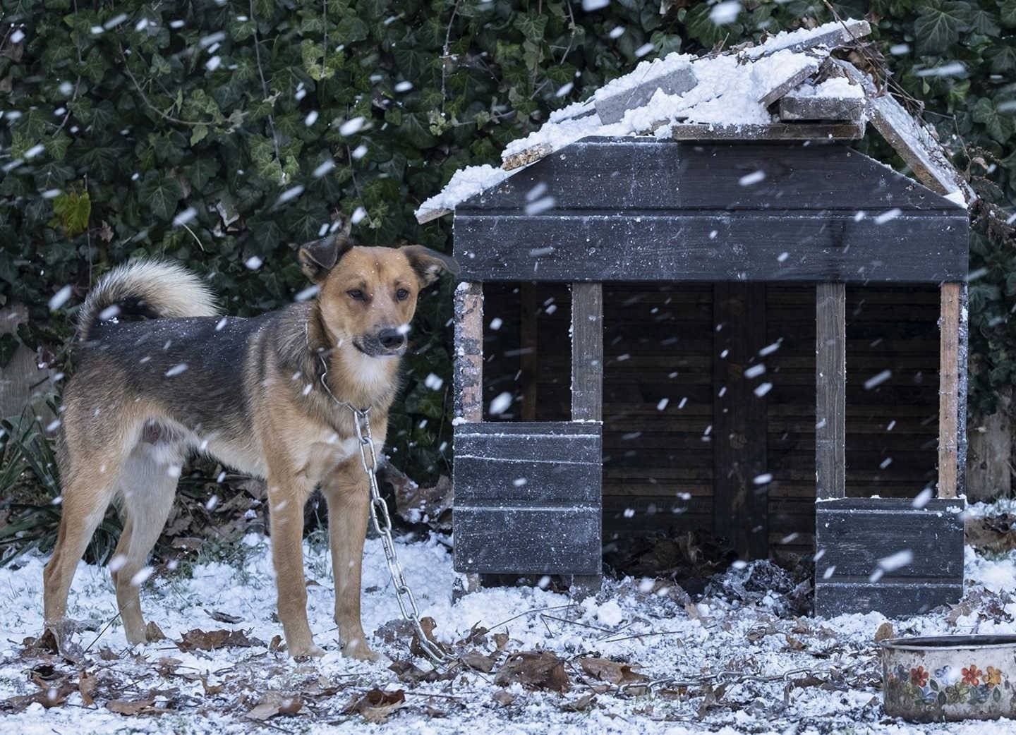 Nadchodzi silny mróz. Zadbaj o zwierzęta – FILM