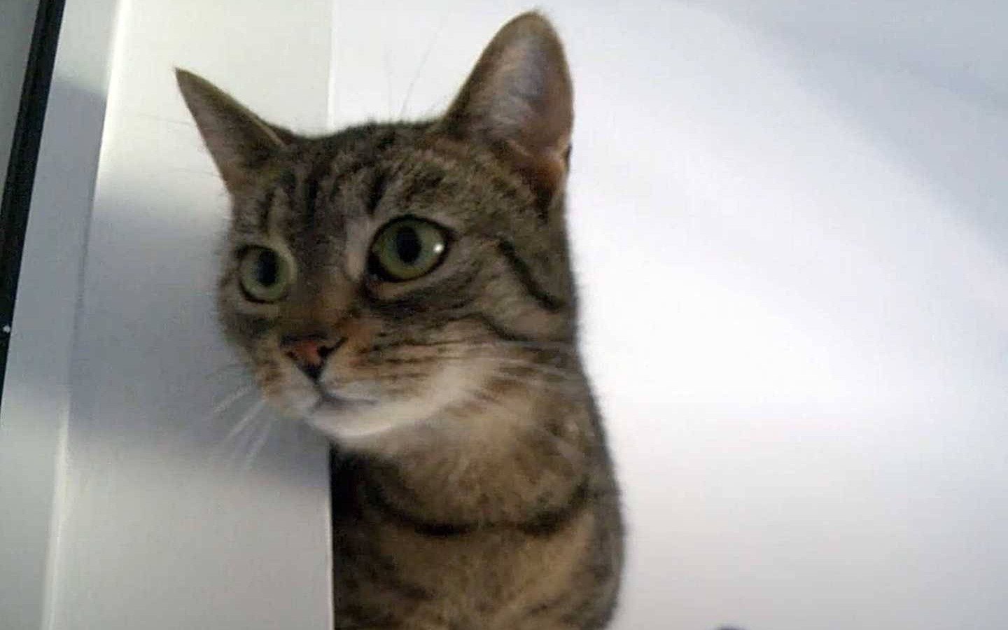 Oświęcimskie Wieści z ratusza – FILM