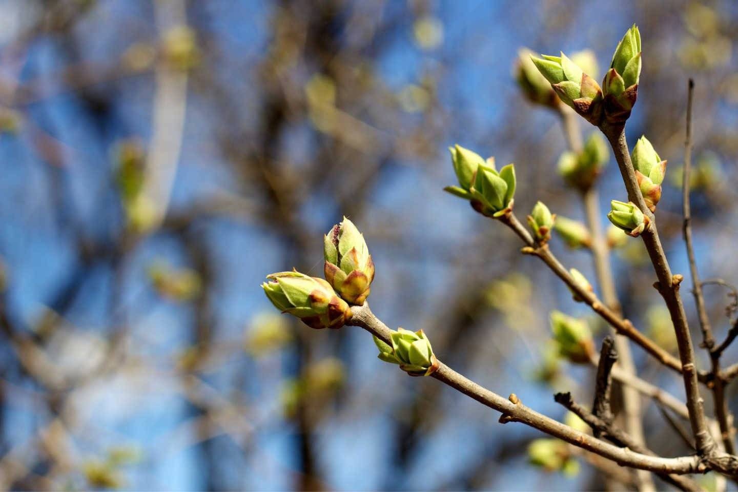 Ostrzeżenie przed przymrozkami. Temperatura spadnie poniżej zera