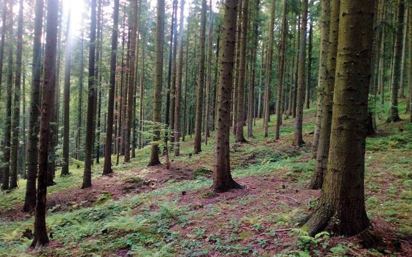 Udar dopadł seniorkę, gdy była na grzybobraniu