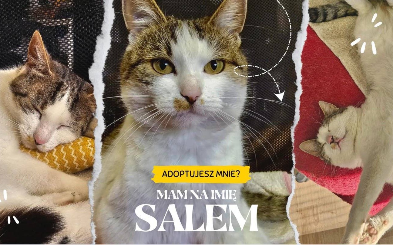 Kotka Salem pilnie szuka domu. Pomóżmy jej przed zimą – FOTO