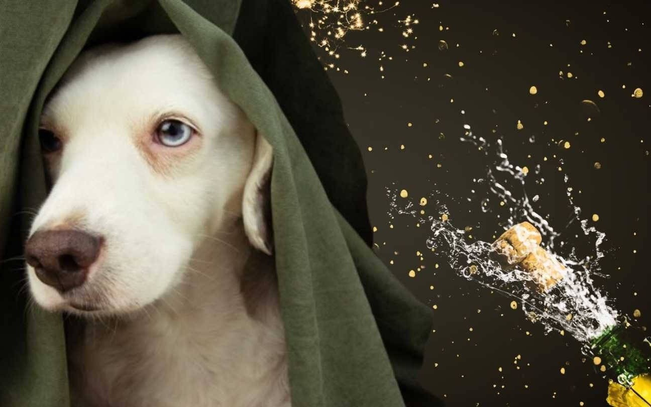 Pozwólmy zwierzętom w spokoju przetrwać sylwestrową noc