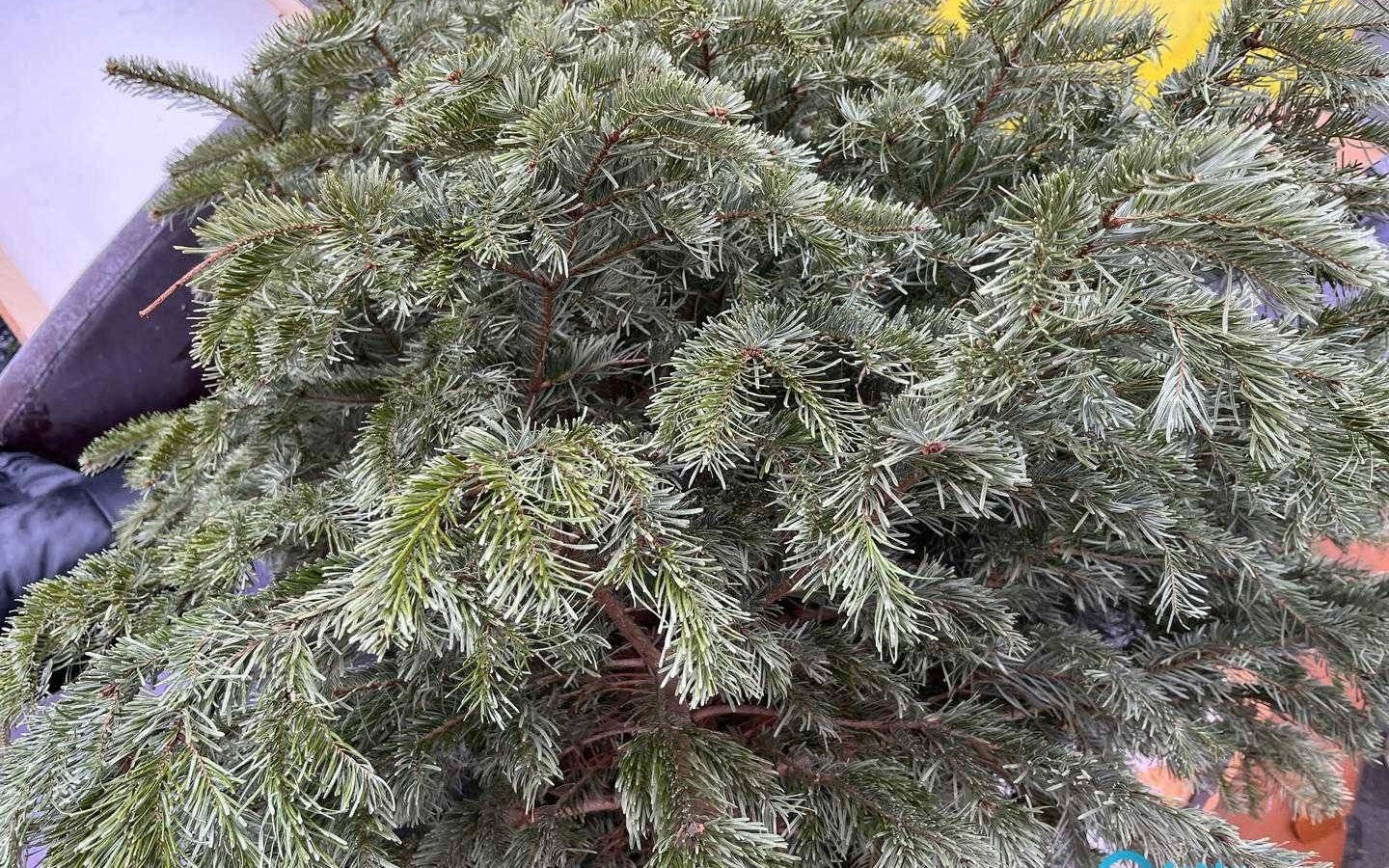 W Oświęcimiu i Bobrku zbierają świąteczne choinki