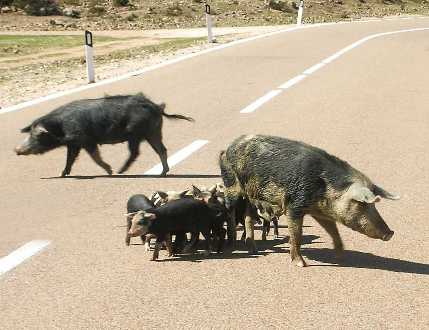Motorowerzysta zderzył się z dzikami. Trafi przed oblicze sądu
