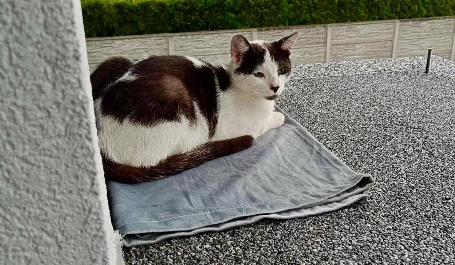 Zaginął kotek Urwis. Właściciele proszą o pomoc – FOTO