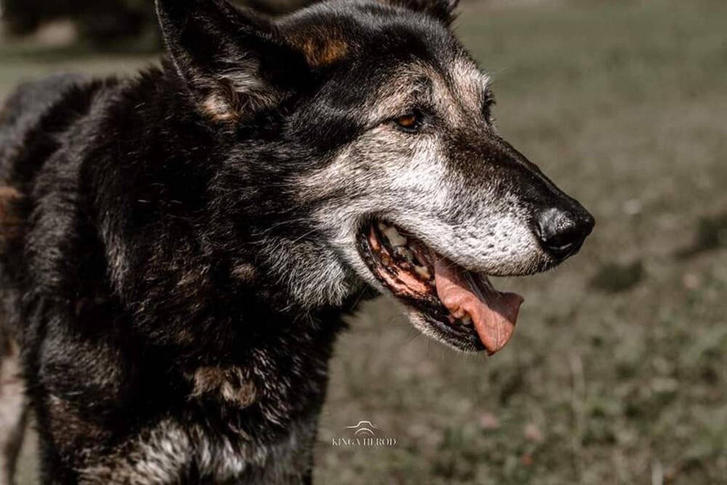 Walentynkowa zbiórka dla oświęcimskiego schroniska