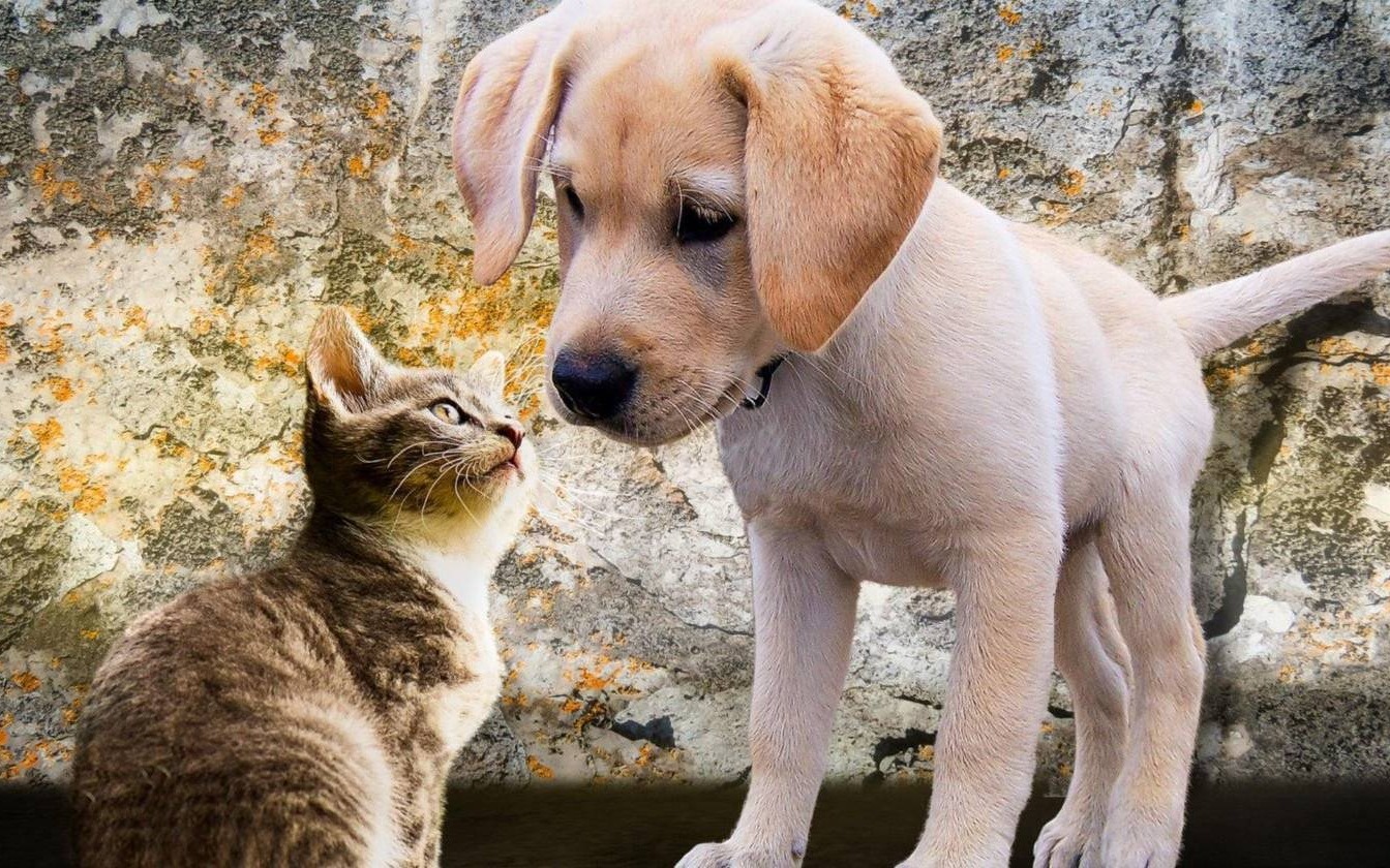 Skorzystaj z dofinansowania sterylizacji i kastracji psów i kotów