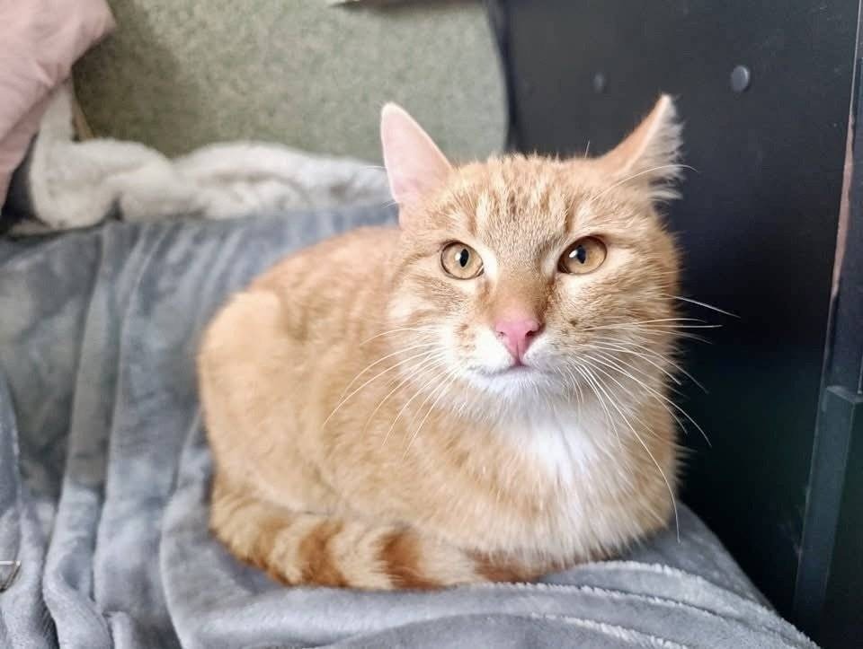 Karmel szuka domu. Właścicielka wyrzuciła go przy schronisku