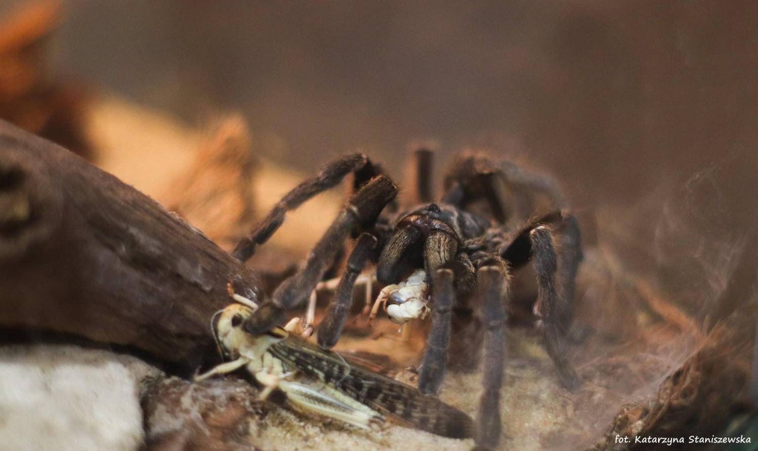 Wystawa Pająków w Chełmku – weź ptasznika na rękę