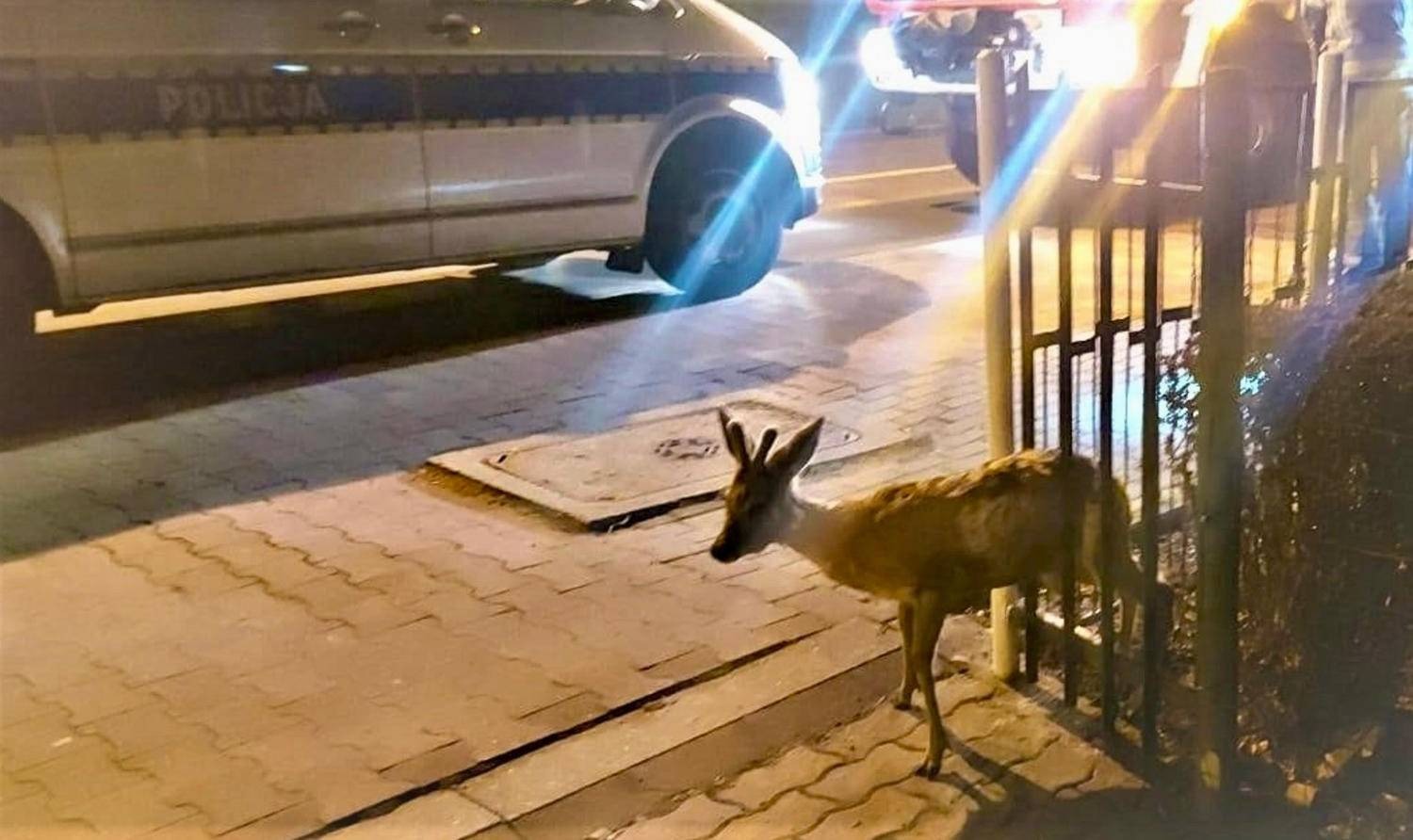 Koziołek w potrzasku. Kierowca zareagował, służby pomogły